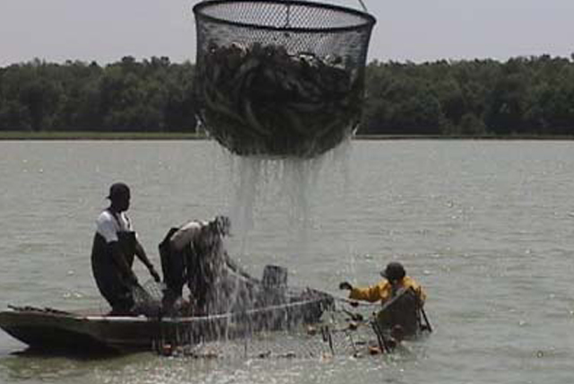 FISH HARVESTING FISH HARVESTING